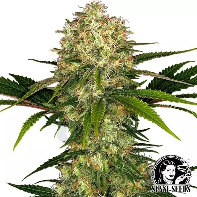 saltonverde2876700