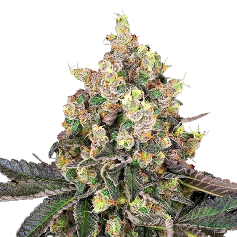 saltonverde2876951