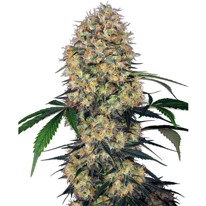 saltonverde2877129