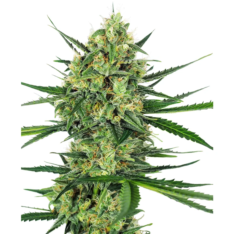 saltonverde2877256