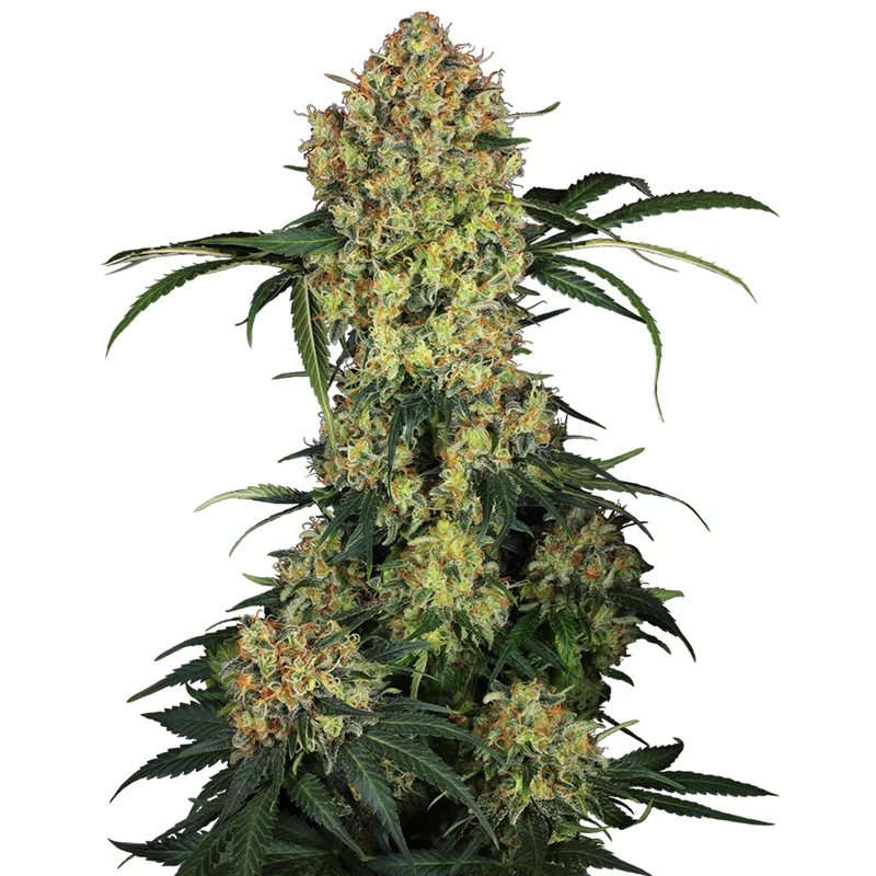 saltonverde2877325