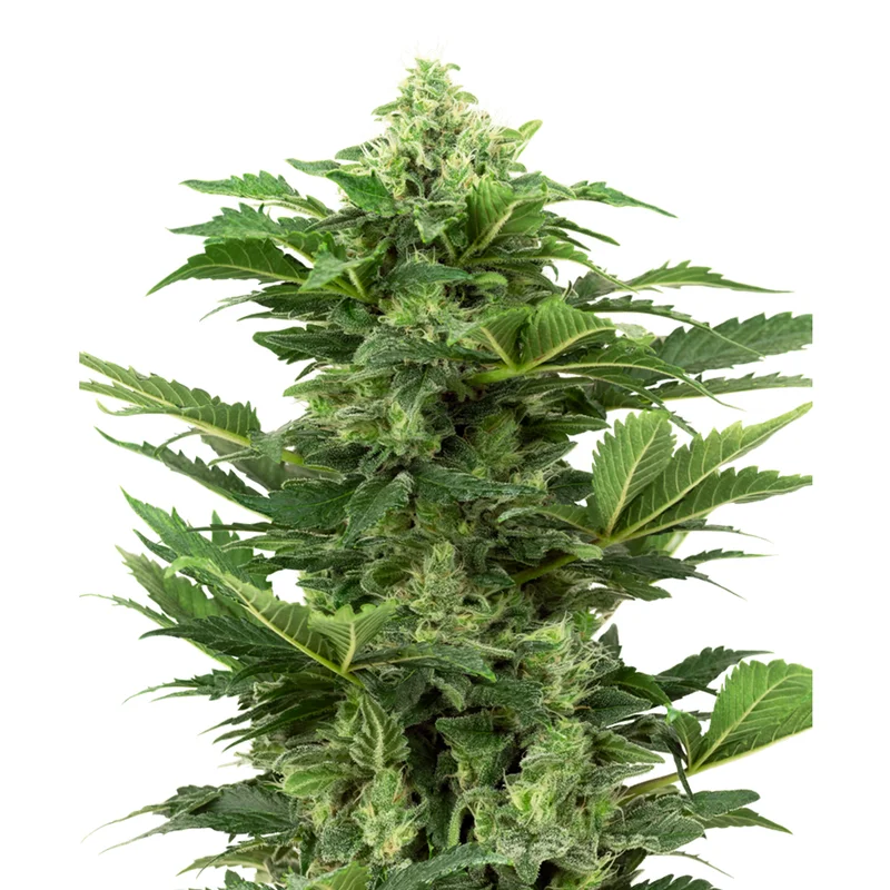 saltonverde2877343