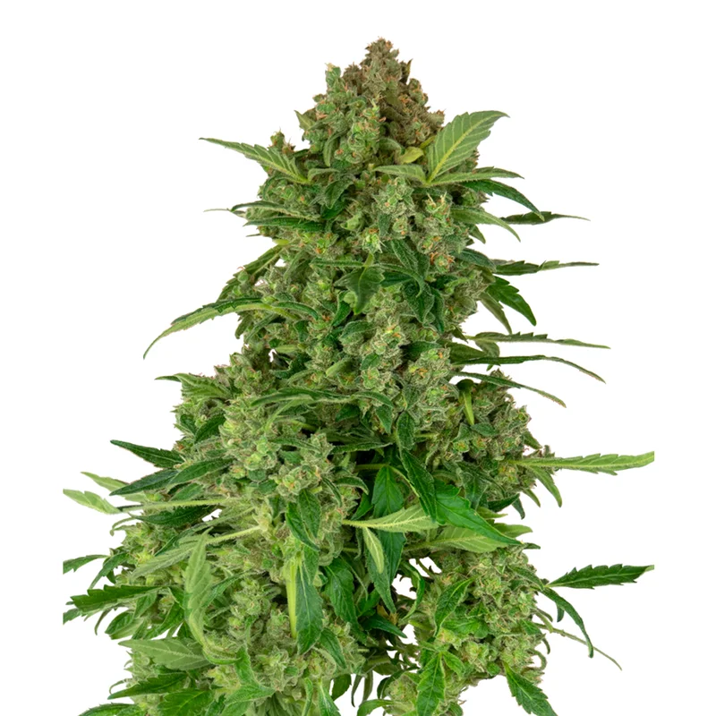 saltonverde2877386