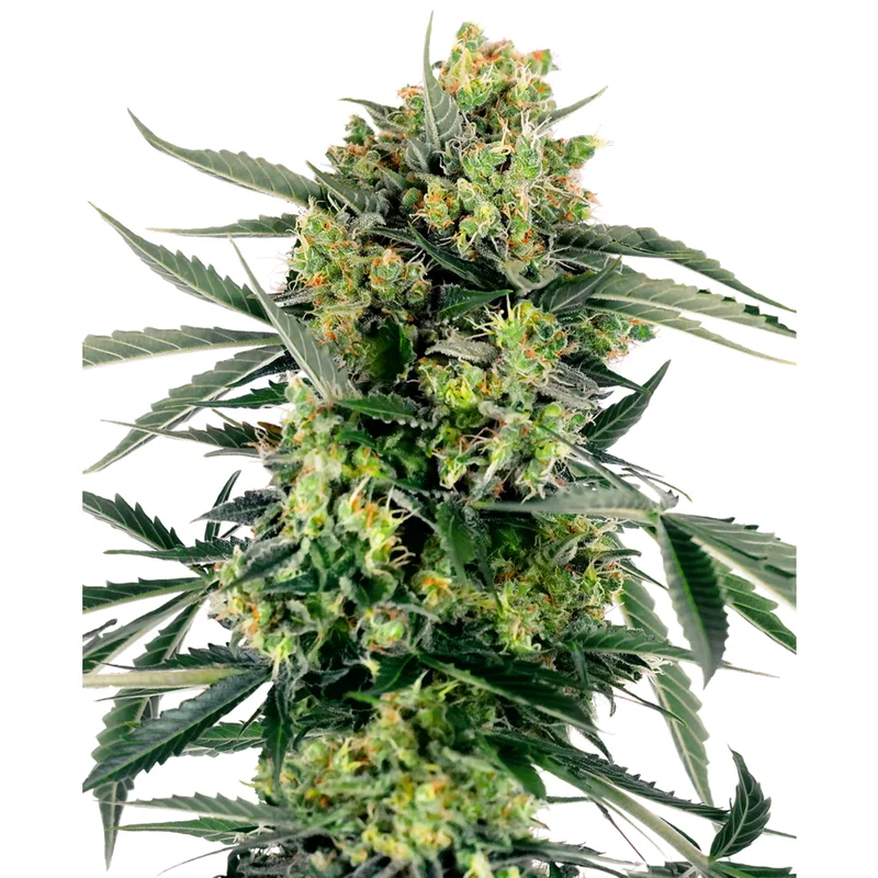 saltonverde2877402