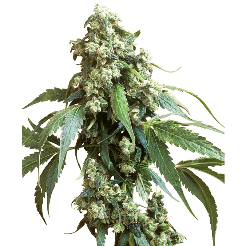 saltonverde2877505