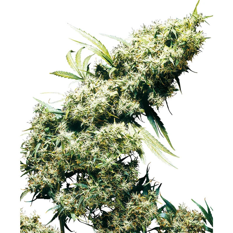 saltonverde2877531