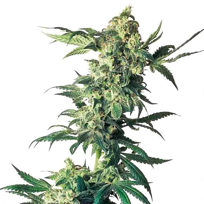 saltonverde2877591