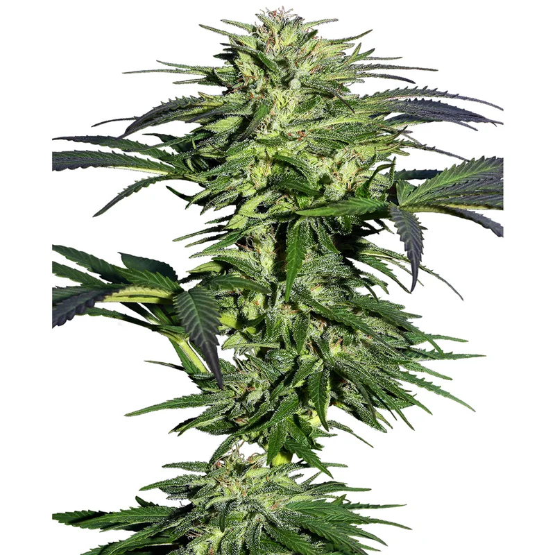 saltonverde2877750