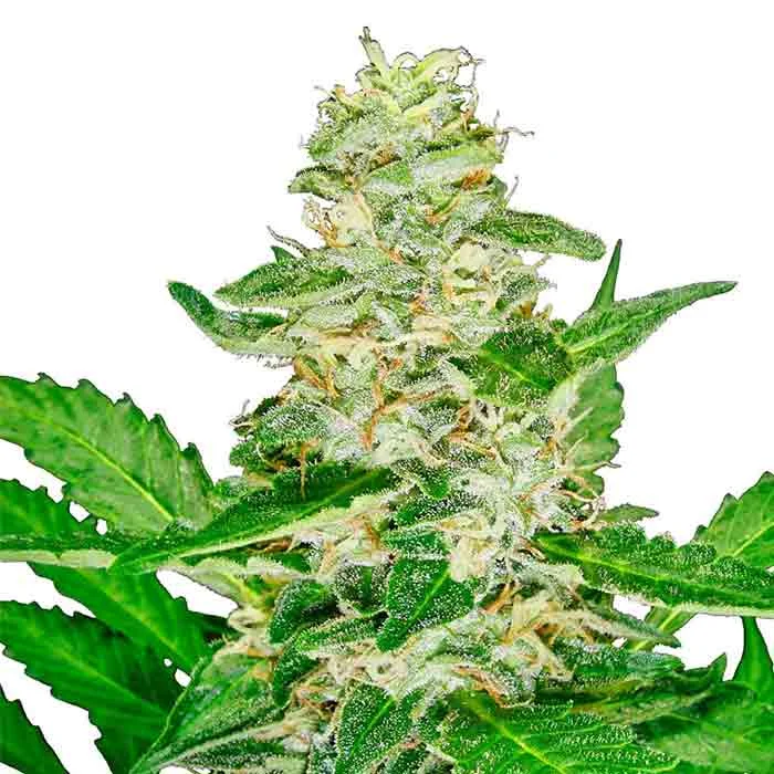 saltonverde2877861