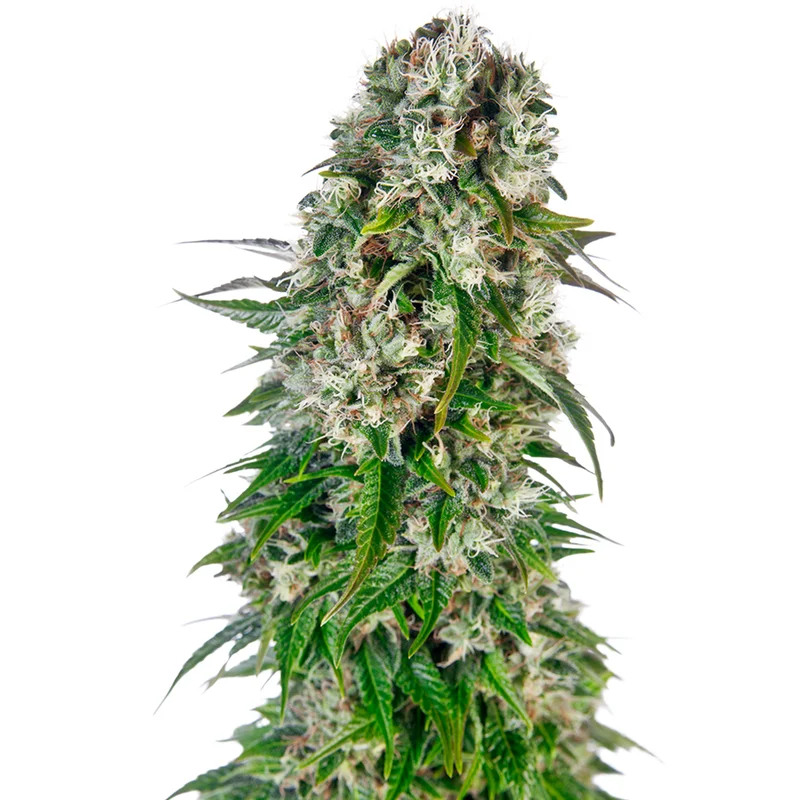 saltonverde2877981