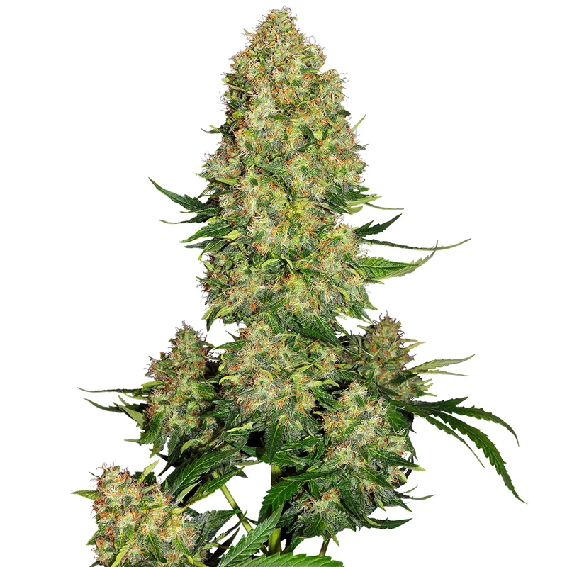 saltonverde2878106