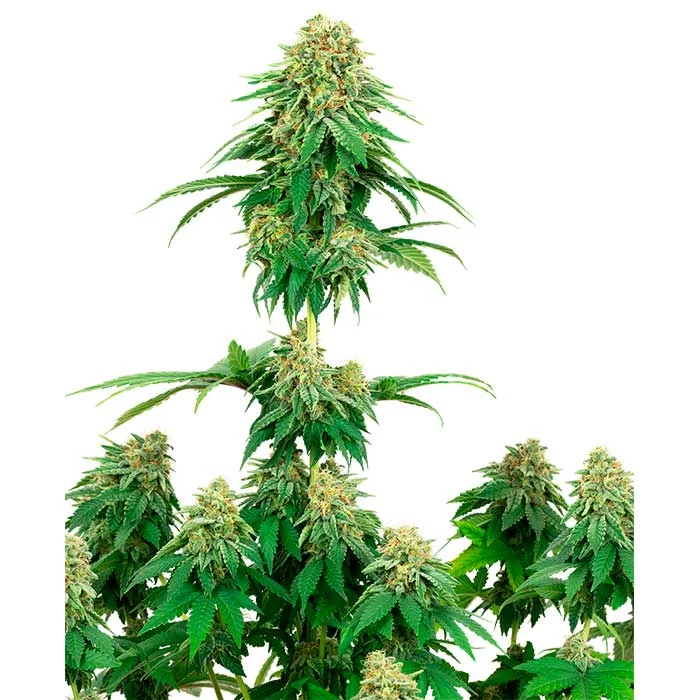 saltonverde2878223