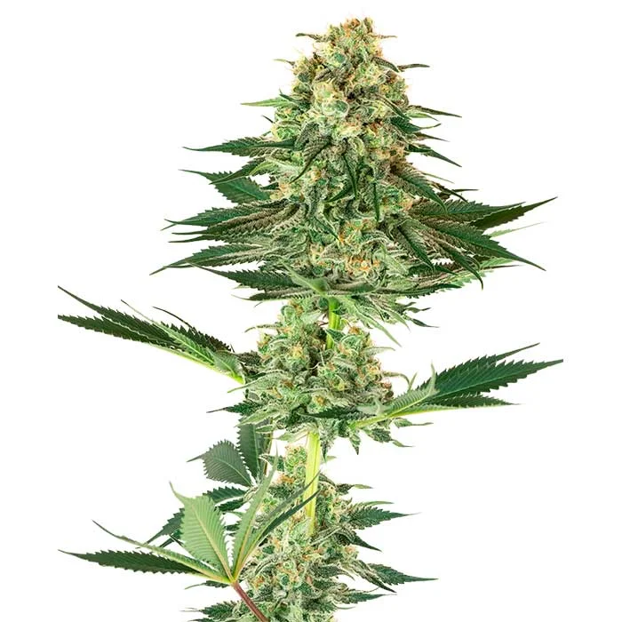 saltonverde2878267