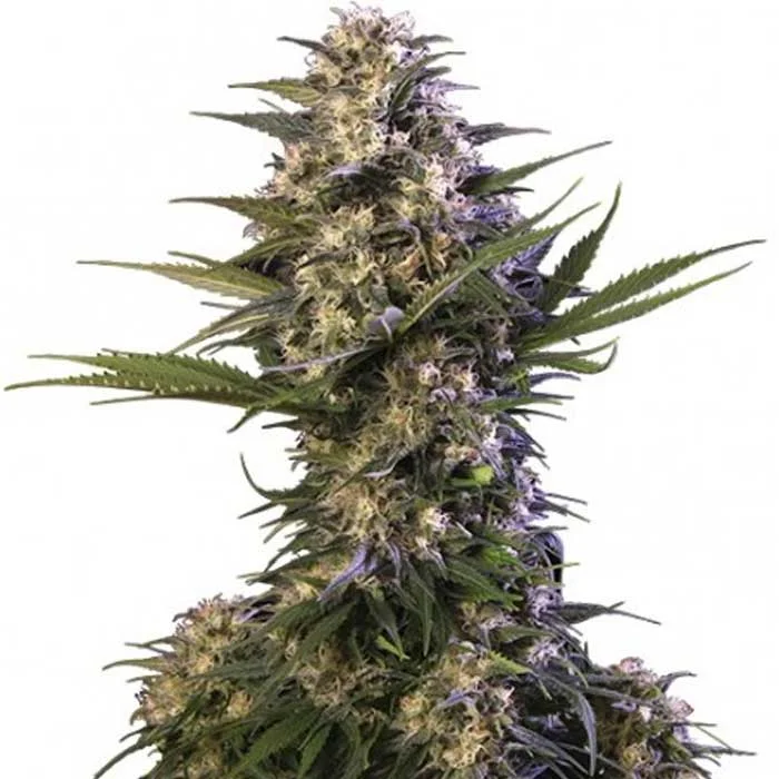 saltonverde2880960