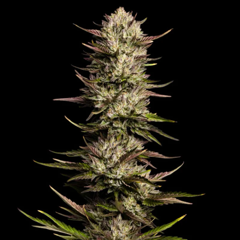 saltonverde2881277
