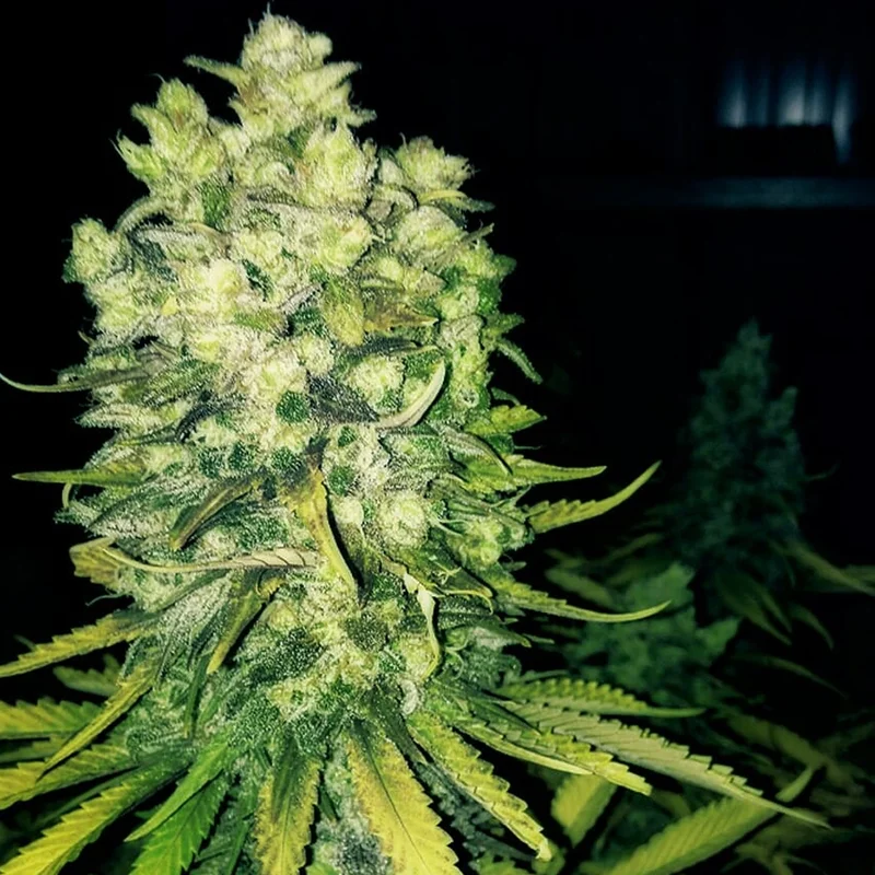 saltonverde2881529