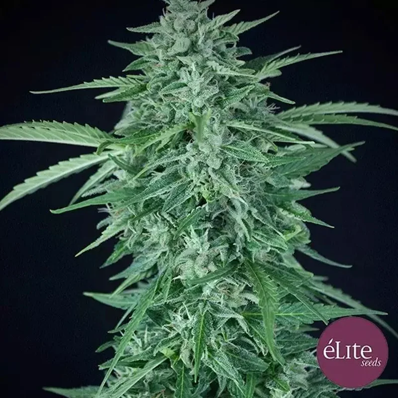 saltonverde2882847