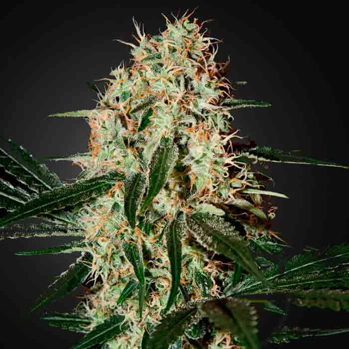 saltonverde2882866
