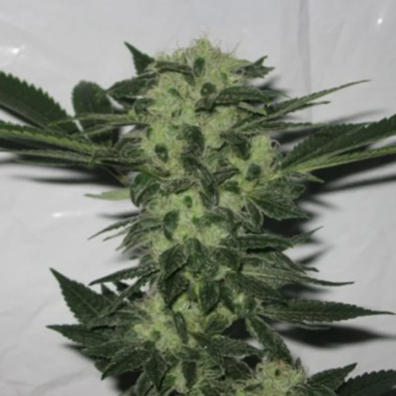 saltonverde2883808
