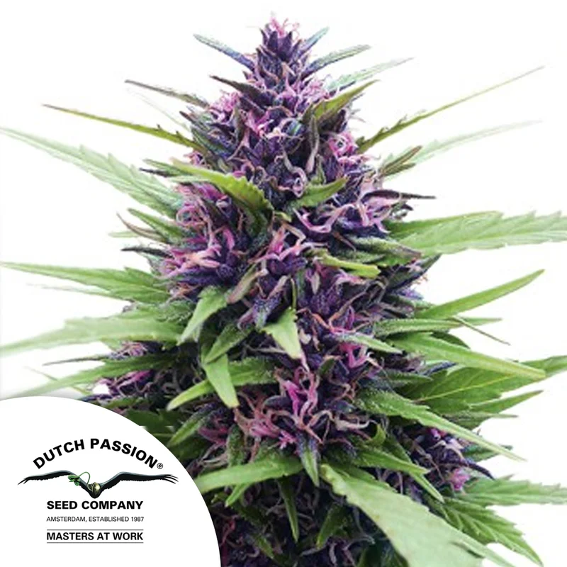 saltonverde2884823