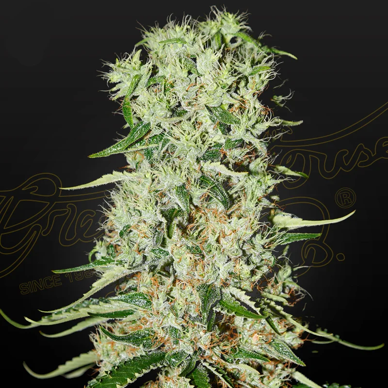 saltonverde2886129