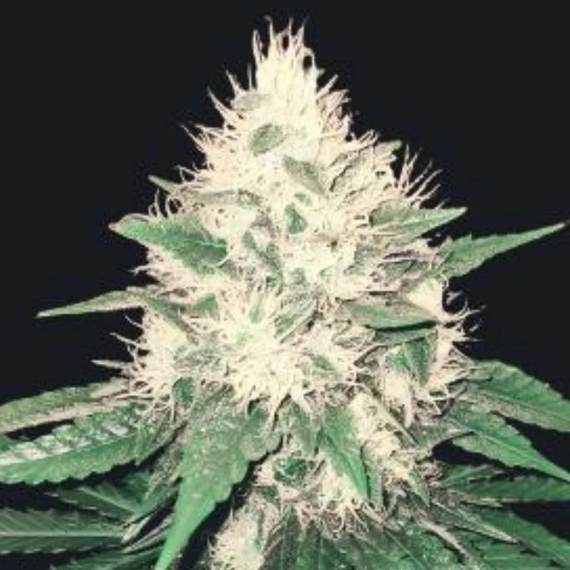 saltonverde2888495