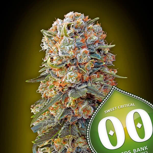 saltonverde2890250