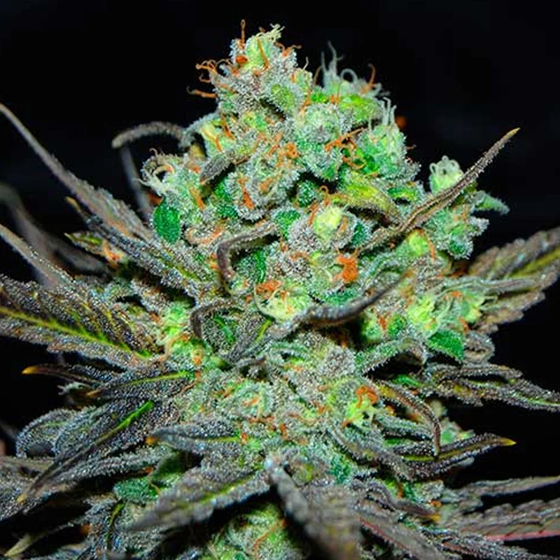 saltonverde2891083