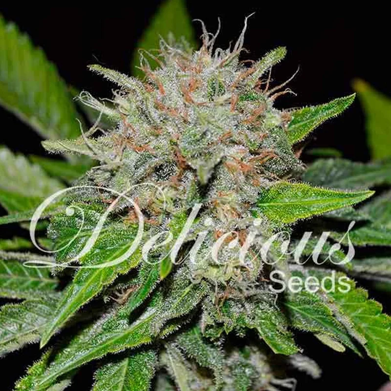 saltonverde2891861