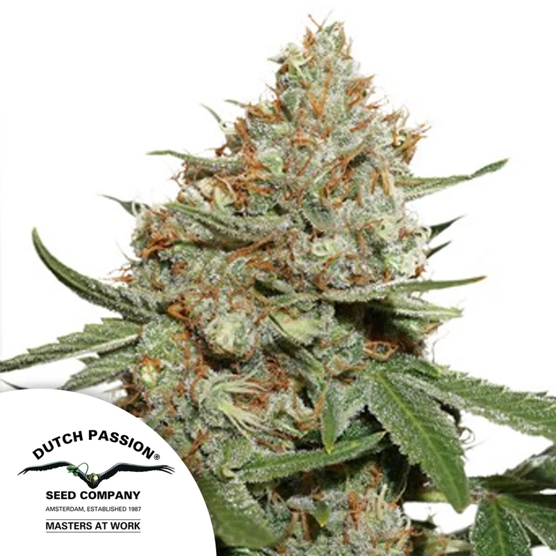 saltonverde2892257