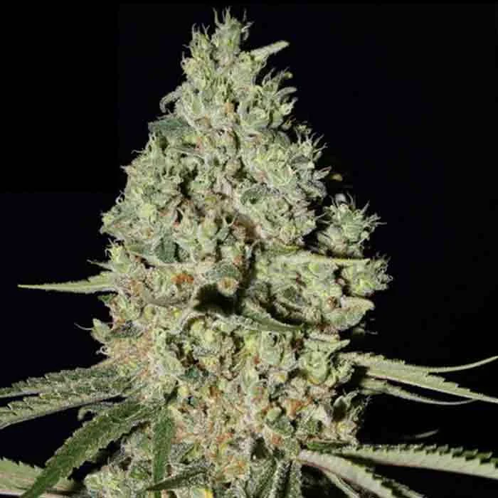 saltonverde2894847