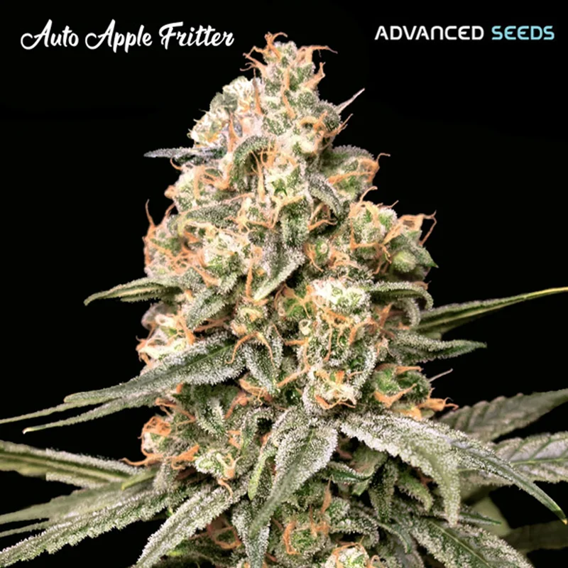 saltonverde2895754