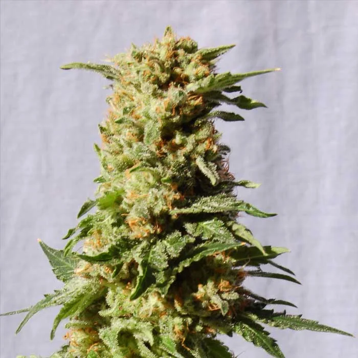 saltonverde2896410
