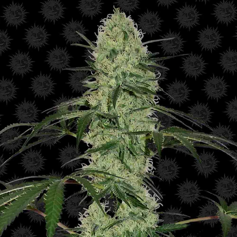 saltonverde2896881