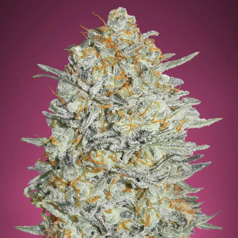 saltonverde2897339