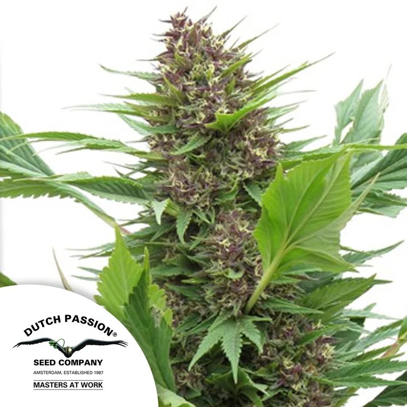 saltonverde2897703