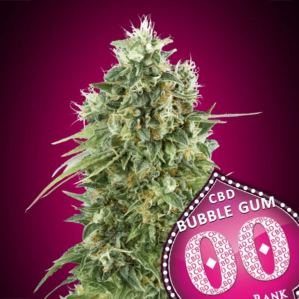 saltonverde2897852