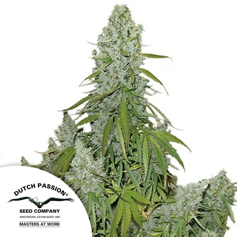 saltonverde2898039