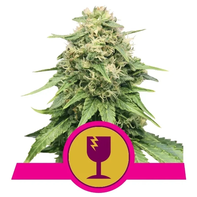 saltonverde2898131