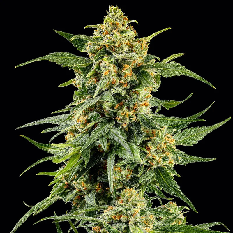 saltonverde2898613