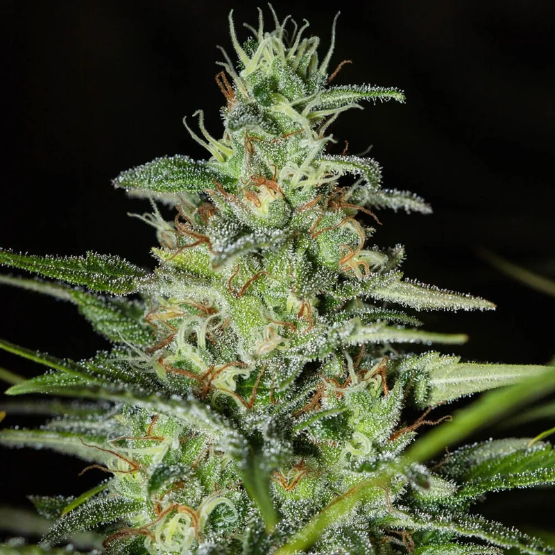 saltonverde2900089