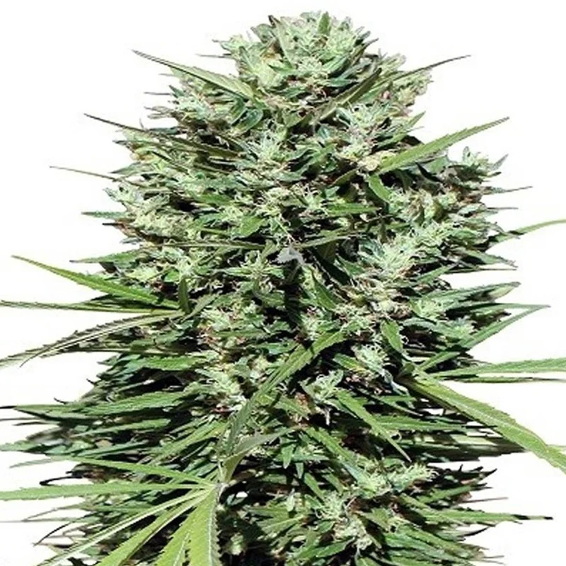 saltonverde2901110