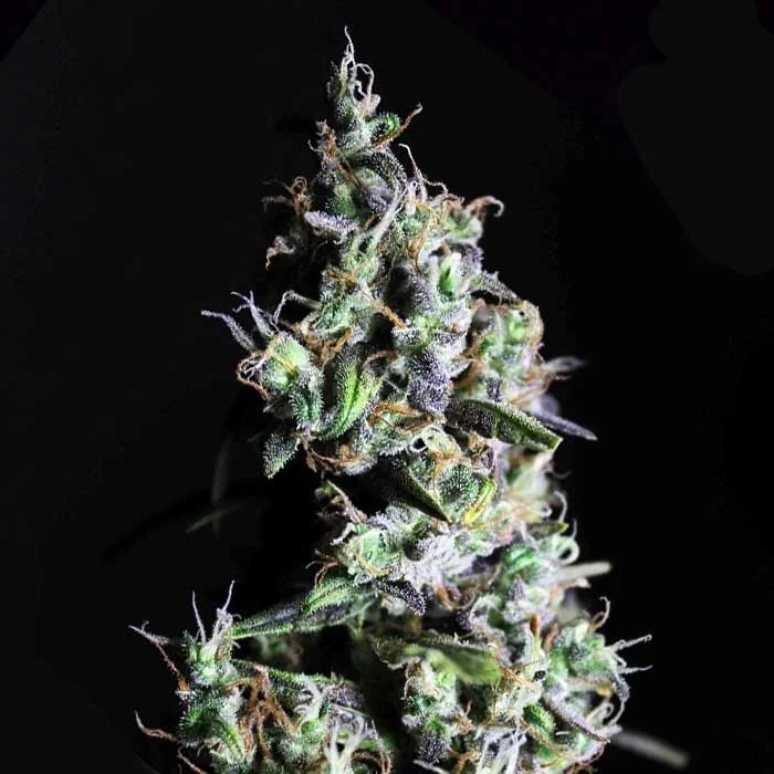 saltonverde2901158