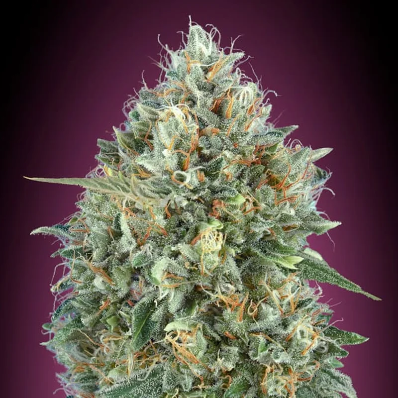 saltonverde2903204