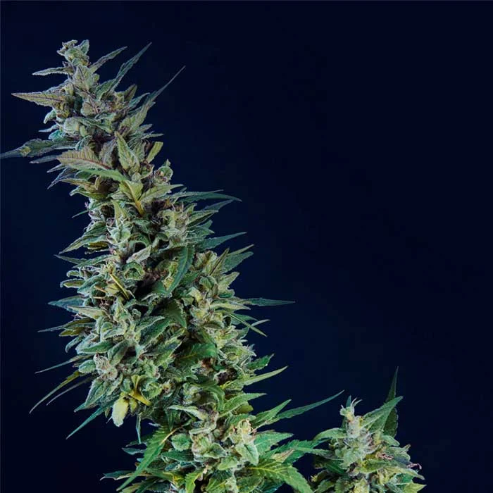 saltonverde2903593