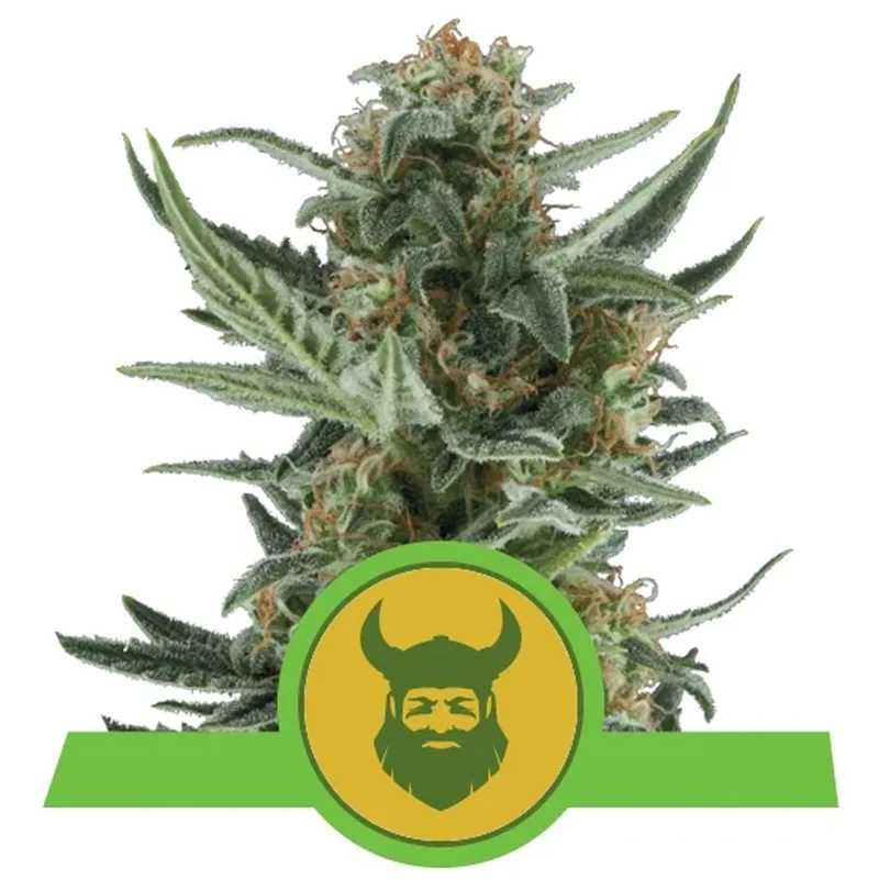 saltonverde2904394
