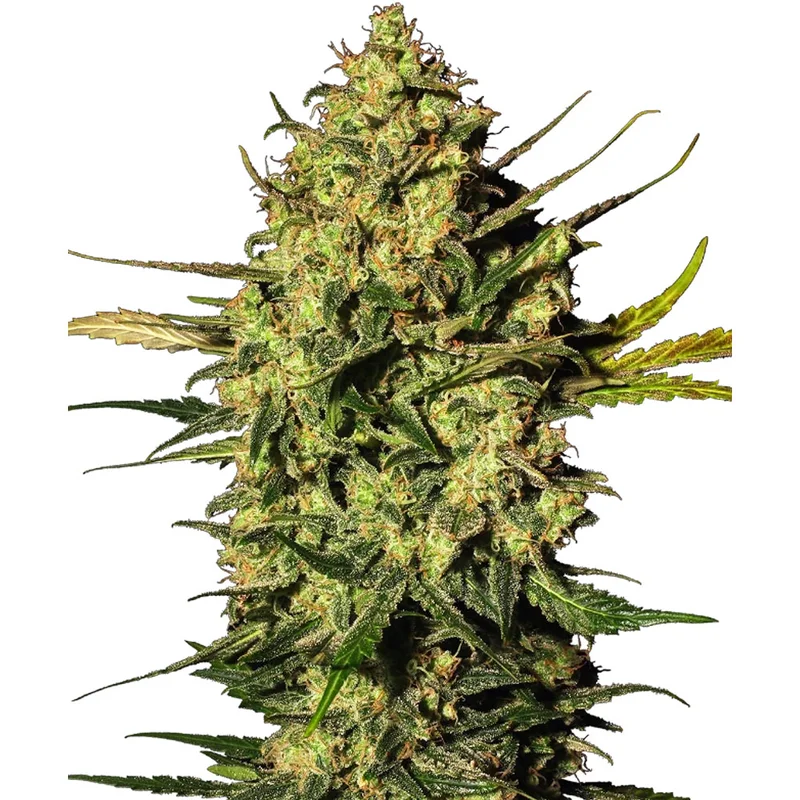 saltonverde2904619
