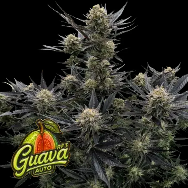 saltonverde2904921