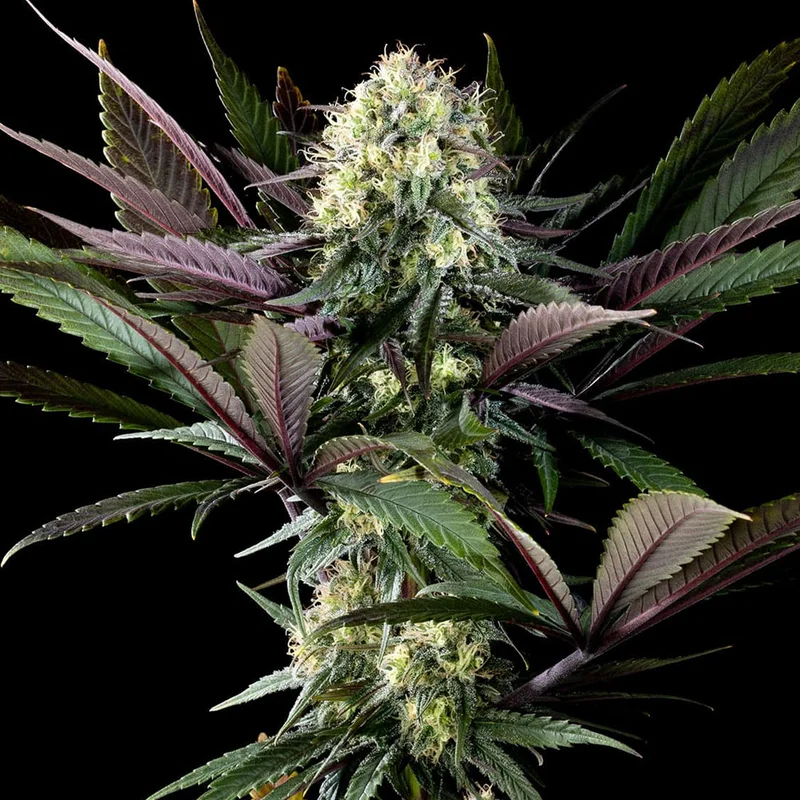 saltonverde2905593