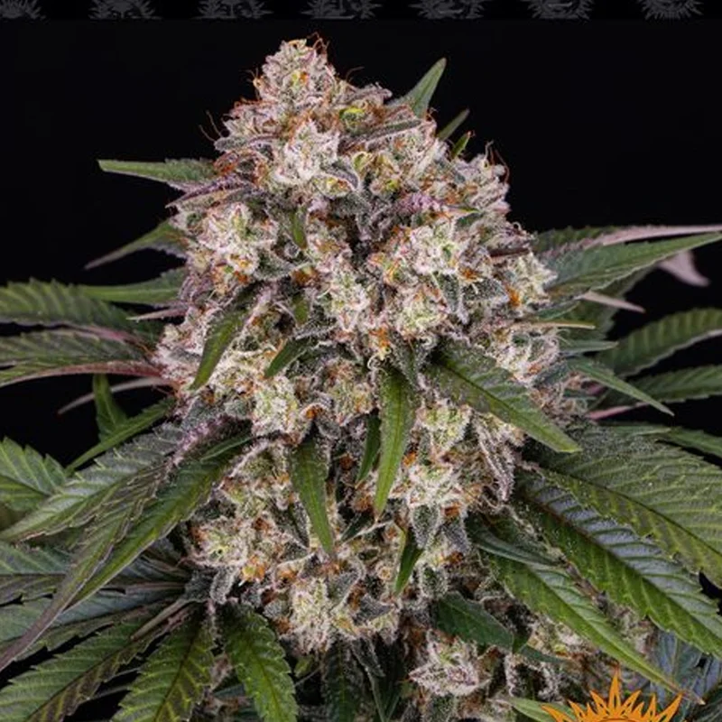 saltonverde2905640